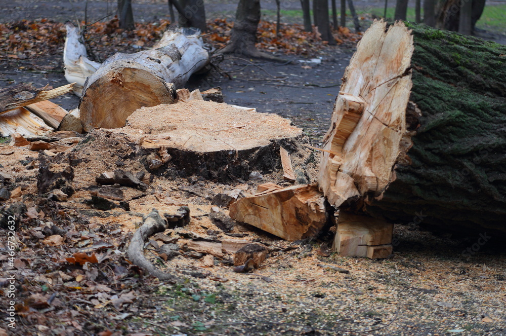 Cut down old trees lie near the stump Cut down old trees lie near the stump