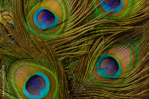 macro peacock feathers,Colorful and Artistic Peacock Feathers. This is a macro photo of an arrangement of luminous peacock feathers.