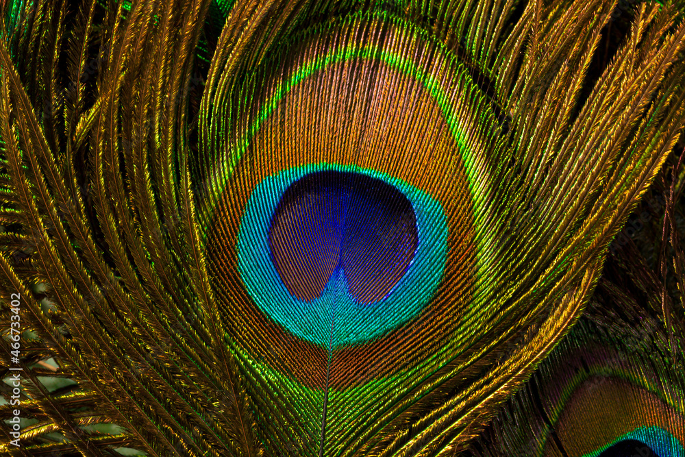 Obraz premium macro peacock feathers,Colorful and Artistic Peacock Feathers. This is a macro photo of an arrangement of luminous peacock feathers.