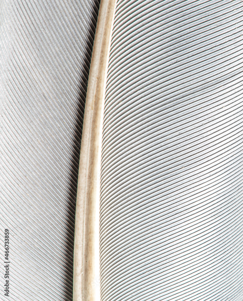black macro feather texture,Black and white image of a piece of bird feathers, close-up. black macro feather texture,Black and white image of a piece of bird feathers, close-up.