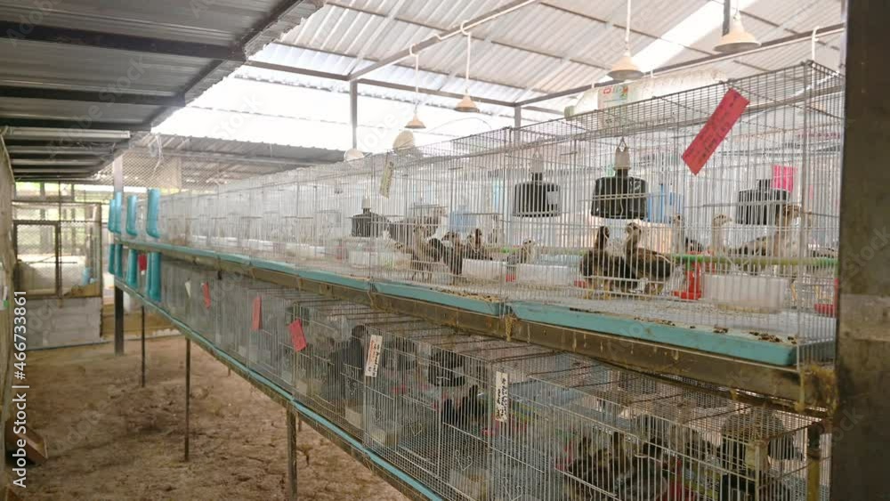 Young chickens raising in cages on farm Young chickens raising in cages on farm