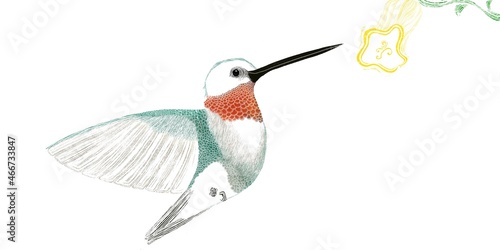Hummingbird male