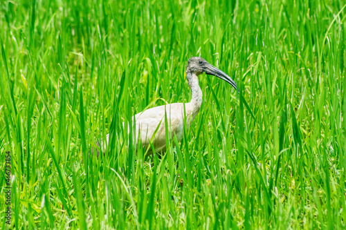 Obraz na płótnie Wild wading bird standing in lush green wetland vegetation