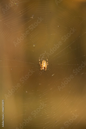 spider on web