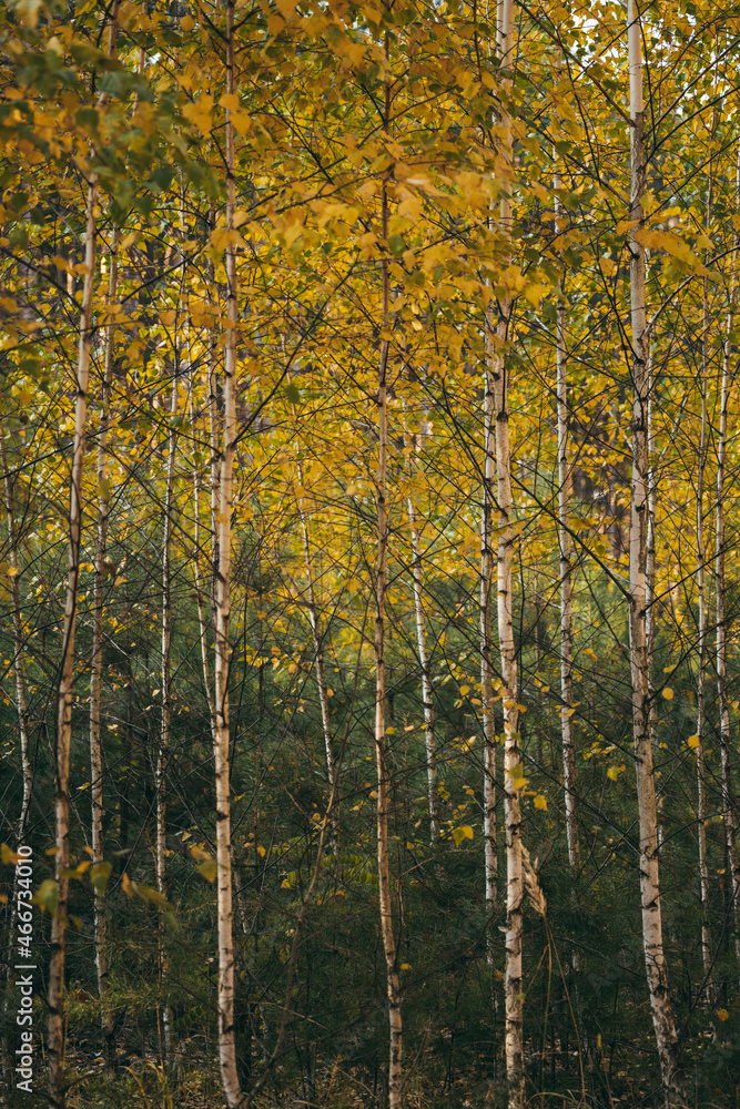 Fototapeta premium autumn in the forest