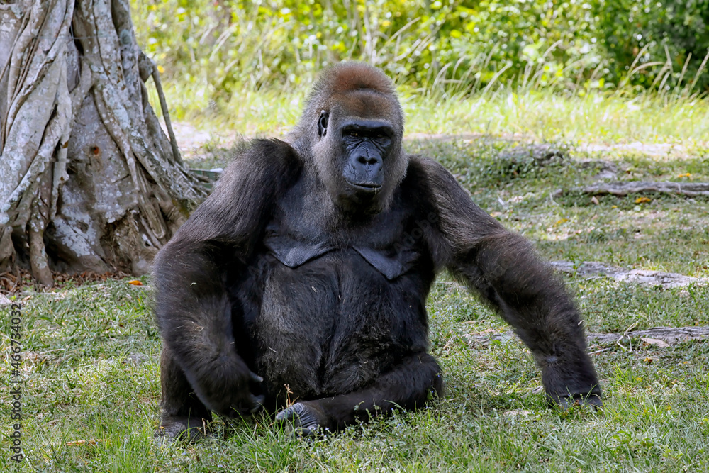 Naklejka premium large gorilla sitting in the grass