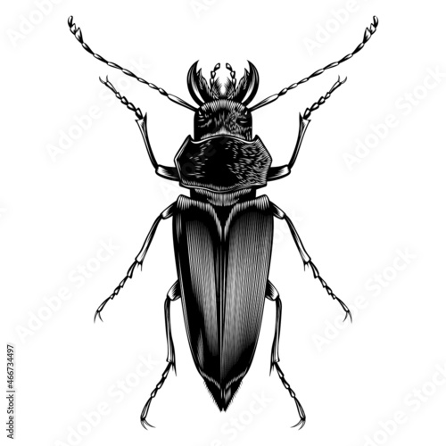 Callipogon illustration vector flat design
