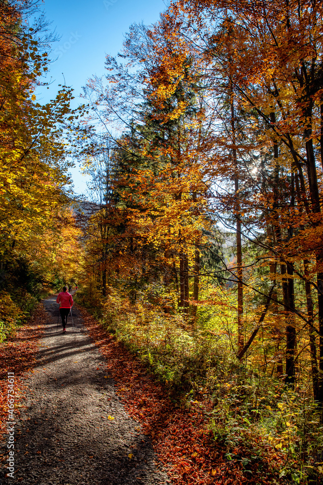 Hiker girl with trekking poles on asphalt road in autumn forest Hiker girl with trekking poles on asphalt road in autumn forest