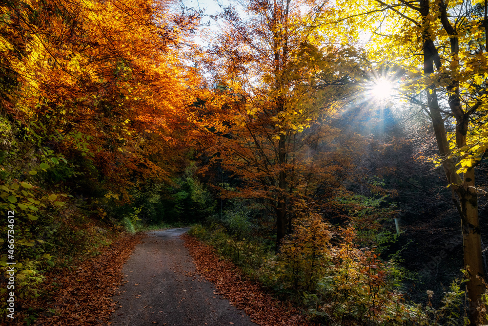 Asphalt road in autumn forest with colorful trees with yellow leaves.