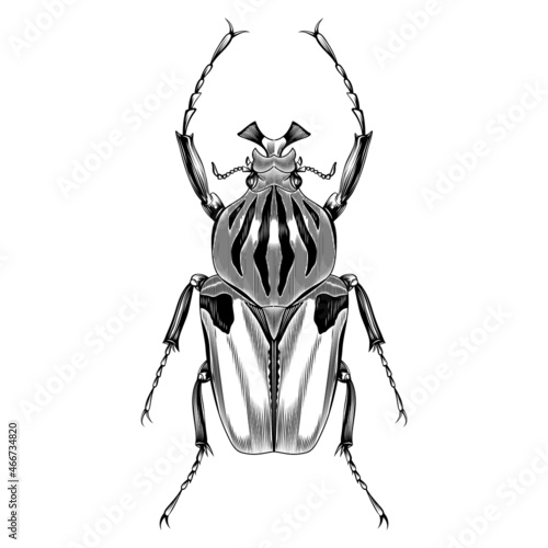 Goliathus male illustration vector flat design