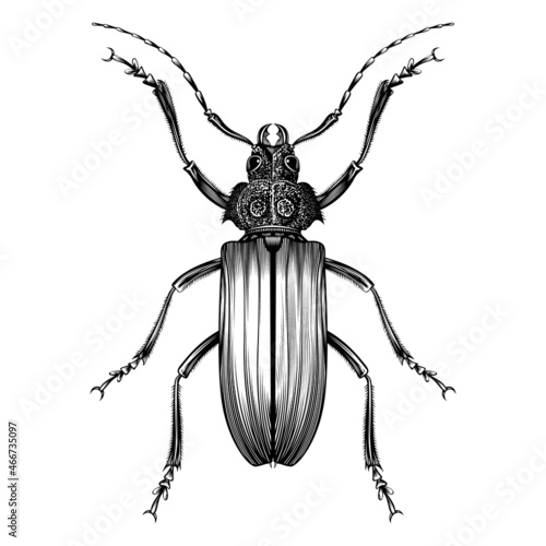 Mecosarthron Buphagus illustration vector flat design