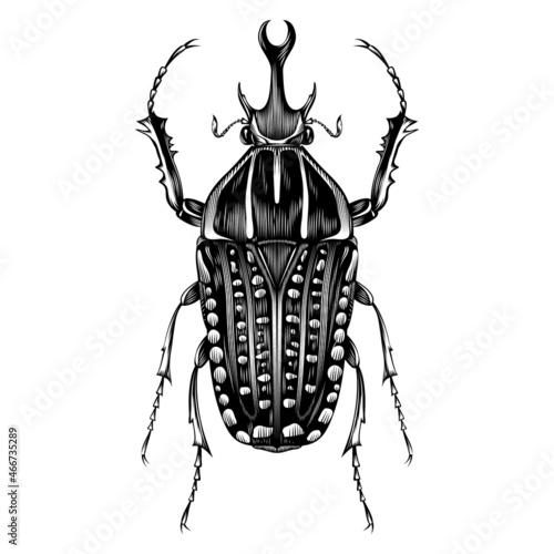 Mecynorhina Polyphemus illustration vector flat design