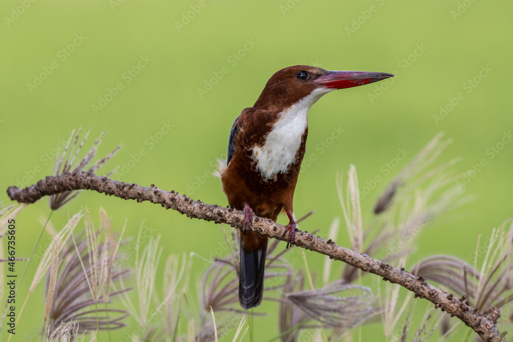 White-throated Kingfisher on branch tree. White-throated Kingfisher on branch tree.