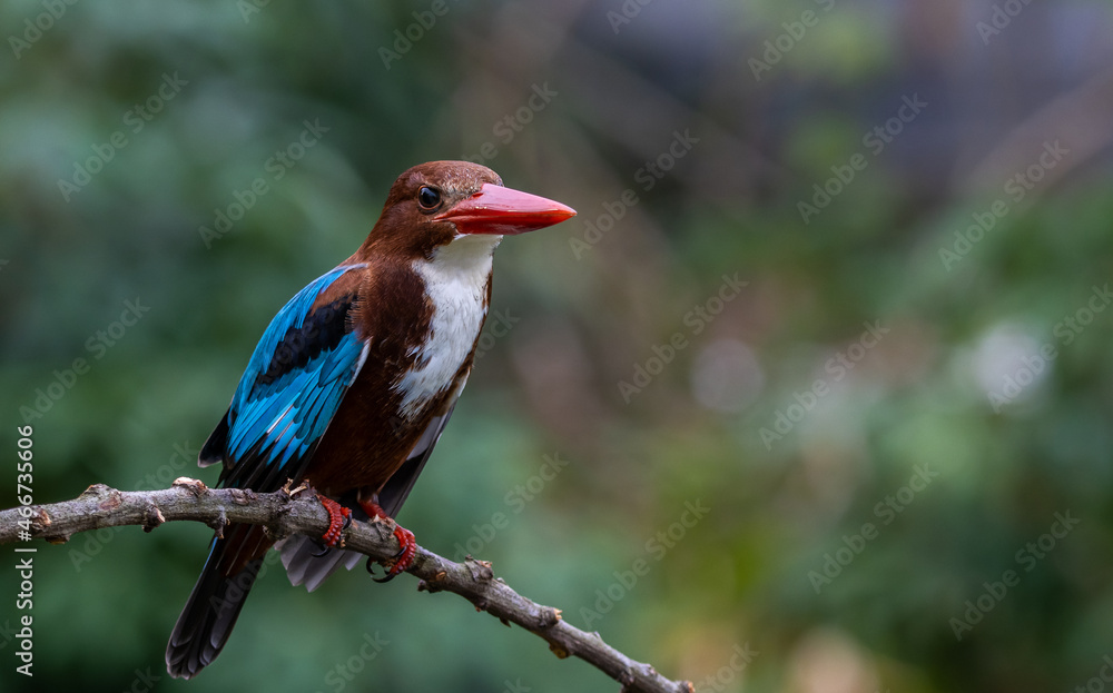 red billed kingfisher