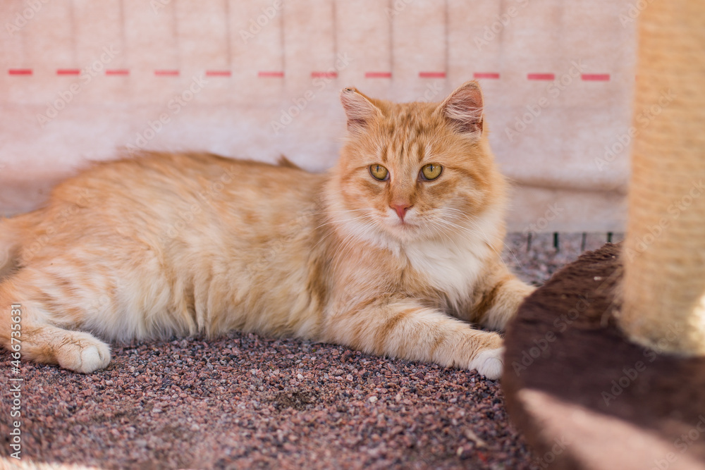 Obraz premium A red-haired adult cat is lying on the ground and basking in the sun, a cat in an animal shelter. Tender love and friendship between man and animal. Selective focus.