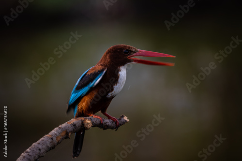 White-throated Kingfisher on branch tree.