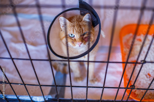 A red-haired adult sick cat is lying in a cage. a cat in an animal shelter. Tender love and friendship between man and animal. Pet Treatment