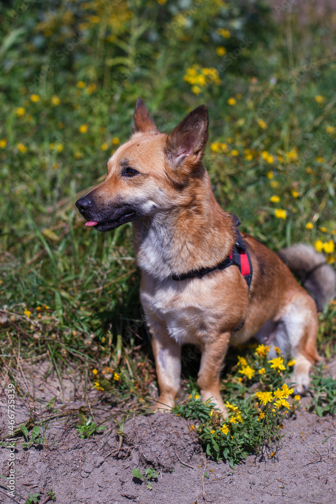 A big dog in a field with dandelions. Portrait of an animal. Walking a dog on a leash with a collar. Animal Shelter
