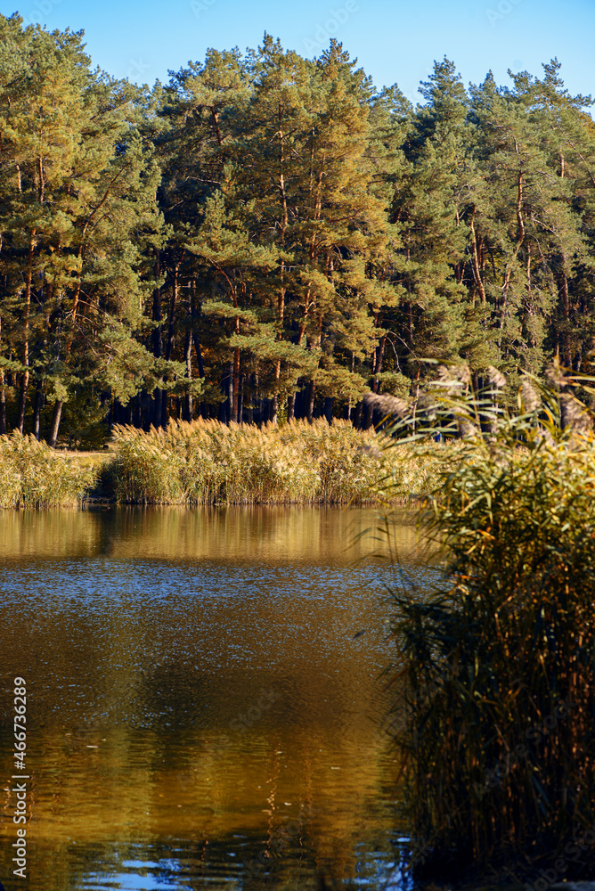 Autumn landscape of pine forest, lake with reflection and reeds . Silence and tranquility in nature. Reuniting with nature, relaxation. Recreation concept.