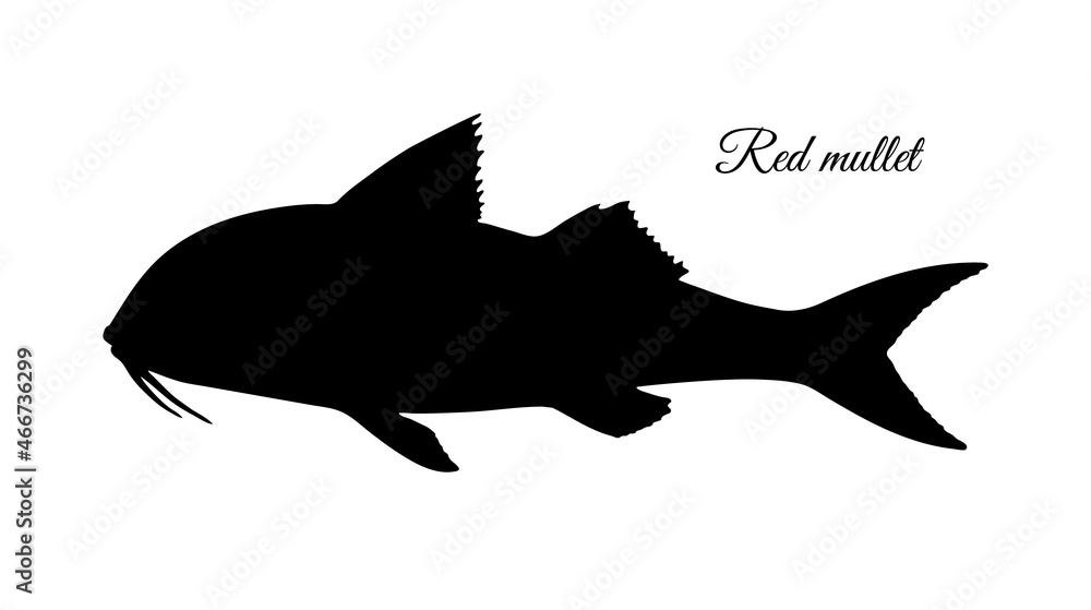 Silhouette of red mullet fish. Silhouette of red mullet fish.