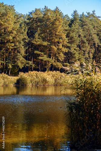 Autumn landscape of pine forest, lake with reflection and reeds . Silence and tranquility in nature. Reuniting with nature, relaxation. Recreation concept.