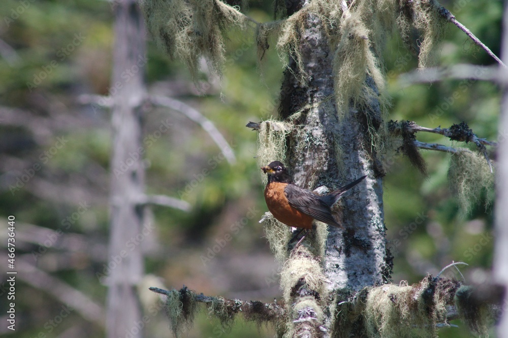 American Robin Perched in Boreal Forest