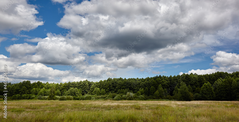 Panoramic photo of dense forest against the sky and meadows. Beautiful landscape of a row of trees and blue sky background