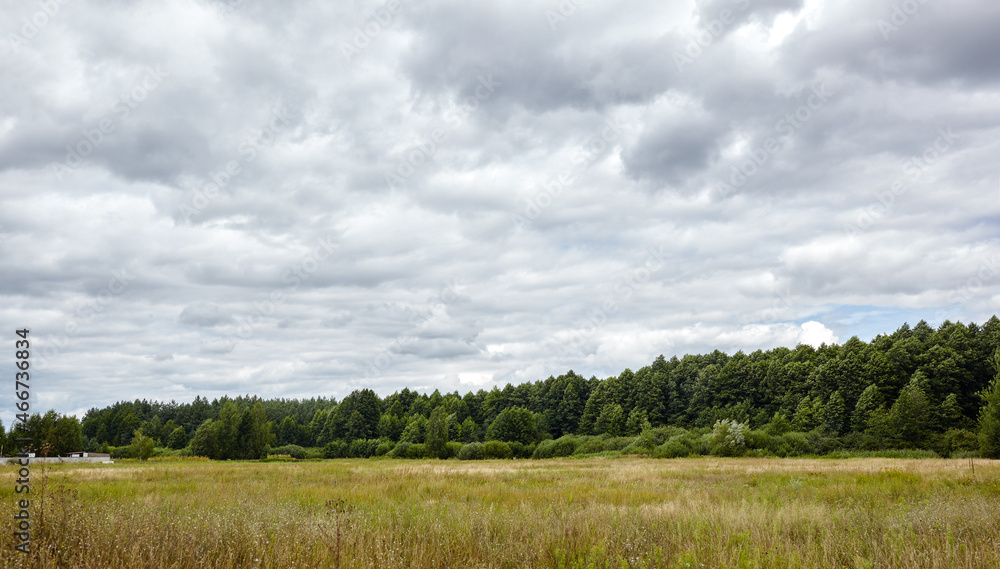 Fototapeta premium Panoramic photo of dense forest against the sky and meadows. Beautiful landscape of a row of trees and blue sky background