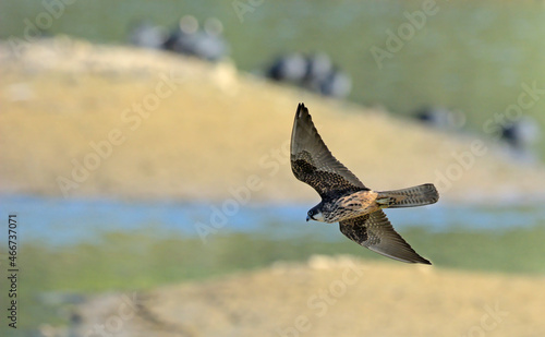 Falco eleonorae (Eleonora's Falcon), Greece photo