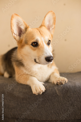 Cheerful dog of the corgi breed lives in the equestrian club close-up, pet concept, dog food
