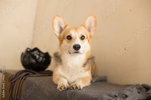 Cheerful dog of the corgi breed lives in the equestrian club close-up  pet concept  dog food