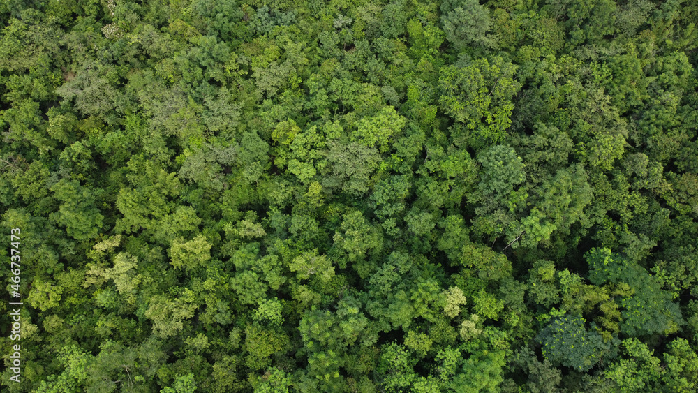 High angle view of a green forest photo by drone