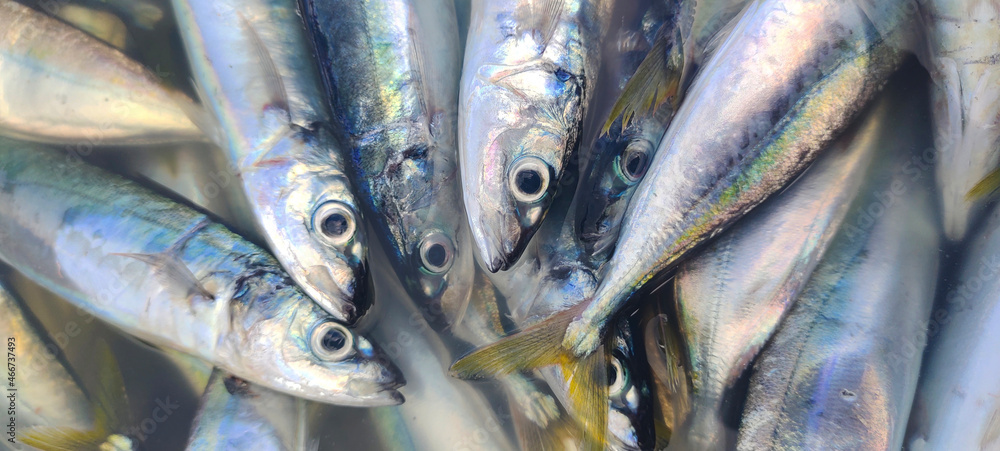 Obraz premium Buton, Southeast Sulawesi, INDONESIA September 30, 2021: the catch of fresh fish from fishermen is submerged somewhere