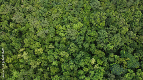 High angle view of a green forest photo by drone © louisnina