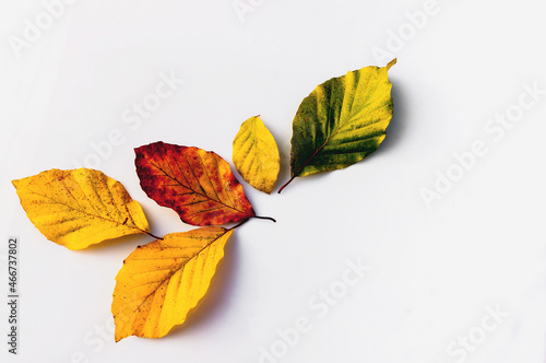 Słoneczne wielobarwne jesienne liście na białym tle