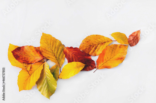  Słoneczne wielobarwne jesienne liście na białym tle.