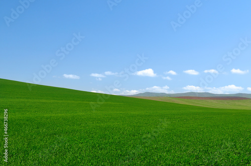 Field with young wheat and arable land