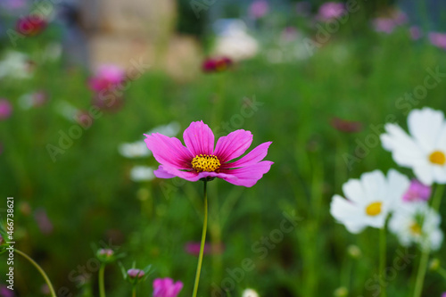 pink cosmos flowers