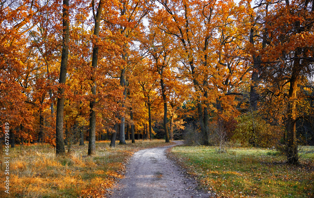 Autumn forest with yellow leaves on trees and paved stones walkway with in the fall park. Scenic autumn landscape.