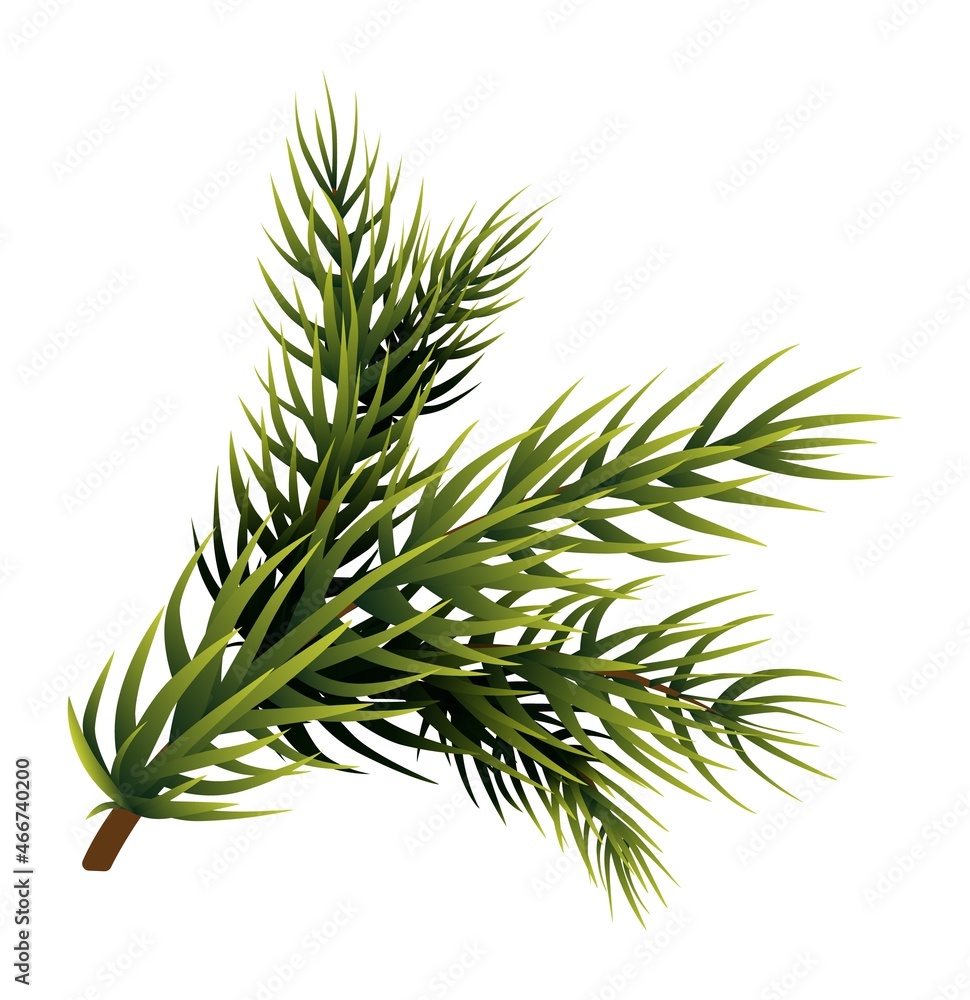 Pine tree branch. Realistic green fir spruce Pine tree branch. Realistic green fir spruce
