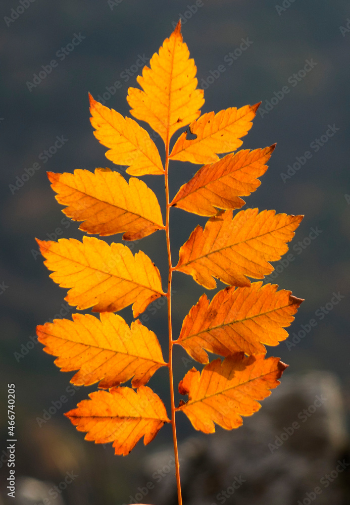 autumn color_1 autumn color_1