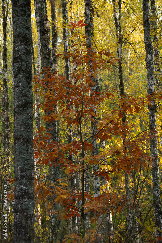 autumn in the forest