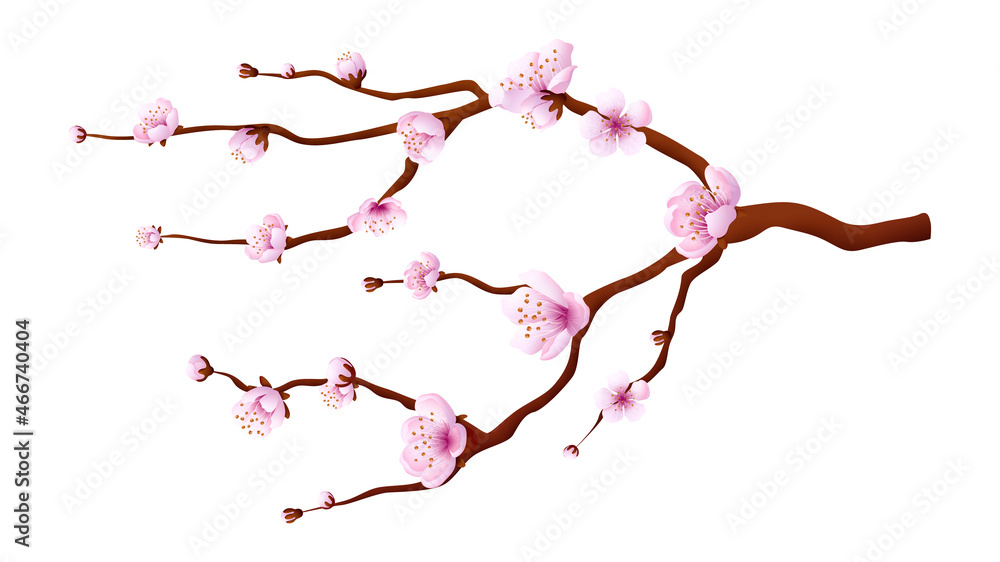 Sakura branch. Pink cherry blossom. Japanese garden tree