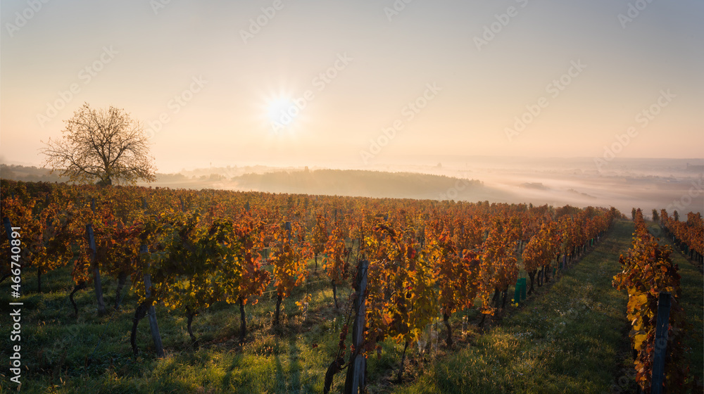 Autumn landscape with vineyard and morning sun