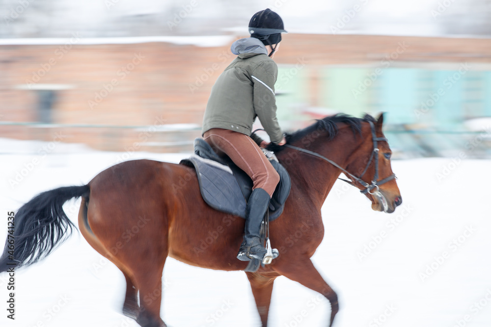 Young horse rider training on the field in winter. Young horse rider training on the field in winter.