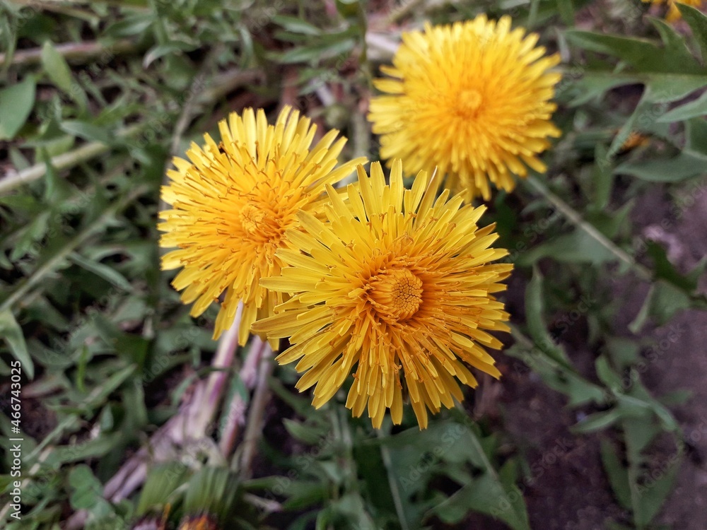 yellow dandelion flower