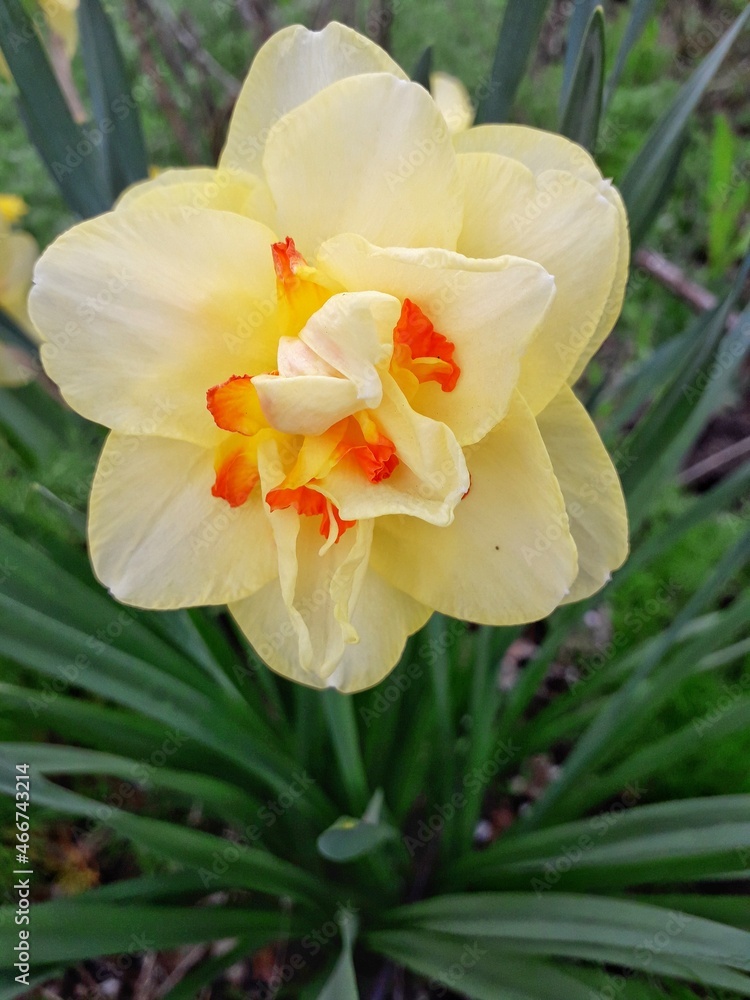Fototapeta premium yellow daffodil flower
