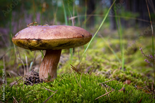 big mushroom grows in moss
