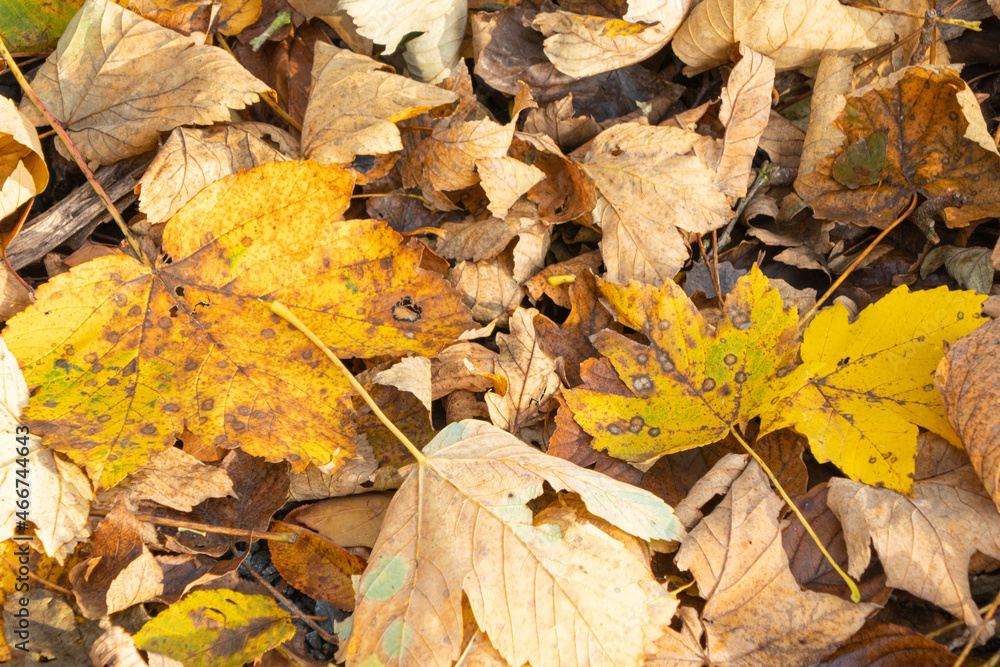 autumn leaves on the ground