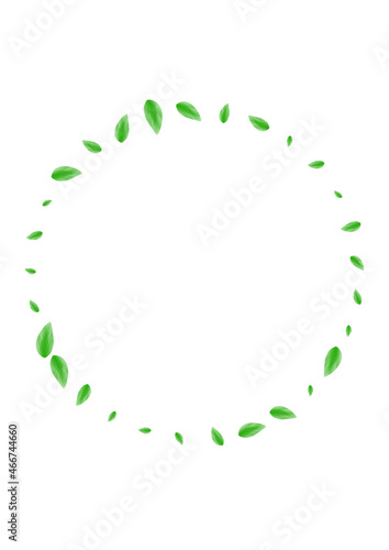 Light Green Sheet Background White Vector. Leaves Element Frame. Eucalyptus Illustration. Greenish Aroma Texture. Greenery Shape.